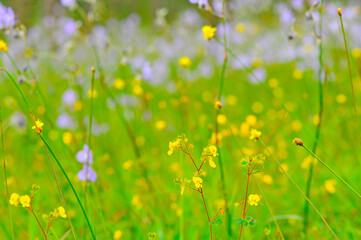 Sticker - flower field