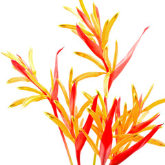 Canvas Print - Heliconia Rubra