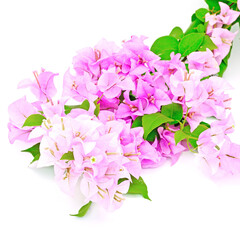 Canvas Print - Bougainvillea