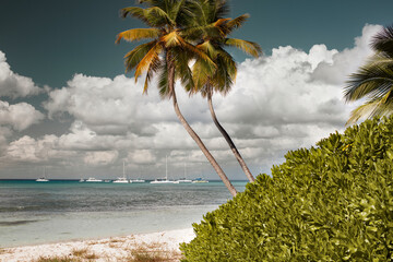 Two inclined palms on a background of white cumulus clouds