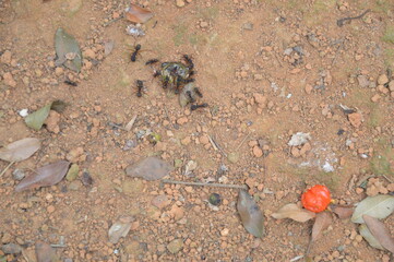 crab on the sand