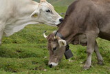 Fototapeta Zwierzęta - Kühe auf der alm