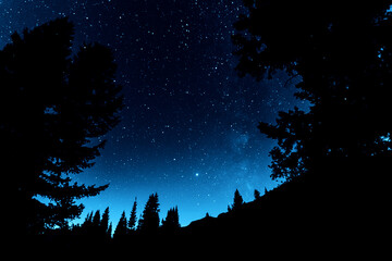 Stars at night in the forest