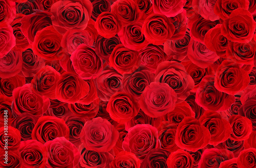 Dekoracja na wymiar  wiele-pieknych-czerwonych-roz-jako-tlo-widok-z-gory