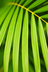 Canvas Print - Palm tree leaves