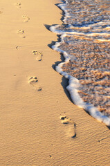 Wall Mural - Tropical beach with footprints