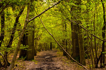 Canvas Print - mystery forest