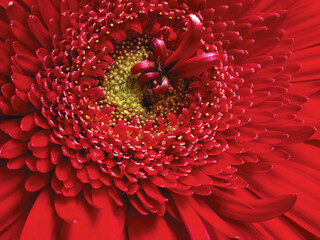 Wall Mural - Red flower