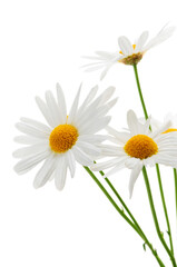 Canvas Print - Daisies on white background