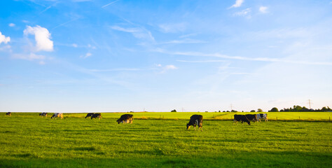 Poster - green pasture with cows