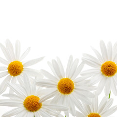 Sticker - Daisies on white background