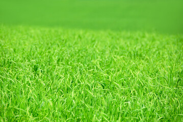 Sticker - Green field