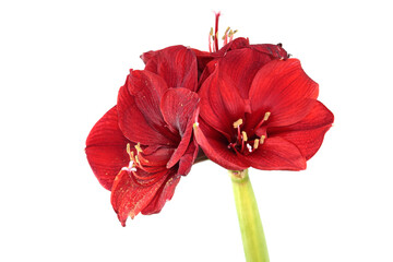 Wall Mural - Red amaryllis