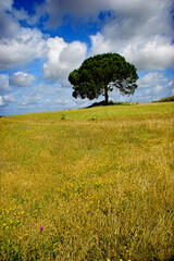 Wall Mural - Happy tree