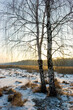 Winter birch-tree