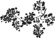 © NB-Art-NB - Hand drawn sakura flower or Japanese cherry blossom vector.Plum flower vector set.Peach blossom isolate on white backgroud