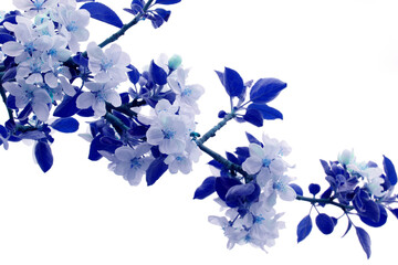 Sticker - Apple blossoms colored in blue hues