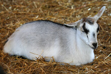 Baby Goat Sleeping In Hay