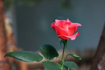 Wall Mural - close up of a coral pink rose bloom