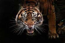 Portrait Of A Tiger