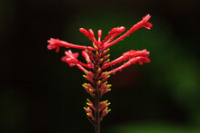 Close Up Of Red Spike Plant
