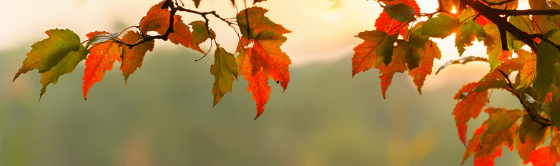 Wall Mural - panoramic view of autumnal colours leaf on sunset colorful bokeh background. panoramic view of maple leaf on sunset colorful bokeh background