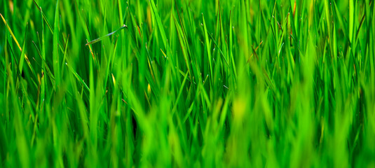 Canvas Print - Grass