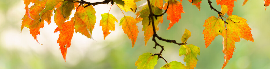 Wall Mural - panoramic view of autumnal colours leaf on sunset colorful bokeh background. panoramic view of maple leaf on sunset colorful bokeh background
