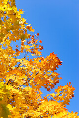 Wall Mural - Autumn tree