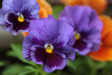 Close Up Of Purple Pansies Flowers 