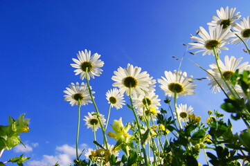 Sticker - daisy flower under blue sky