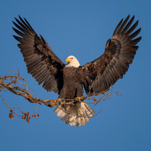 American Bald Eagle With Outstretched Wings In Maryland. 
