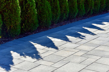 Emerald cedar trees create abstract shadows on a hardscape driveway.