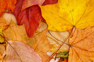 Poster - multicolored dry autumn leaves. background for designer