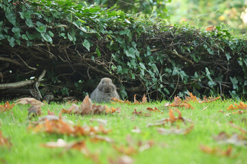 Wall Mural - tiny cute brown bunny with both ears down to its back sitting in front of the bushes on the fall leaves filled grassy ground