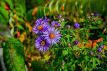 Close-up Wild Purple Fall Asters