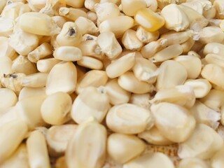 Drying of the white corn in the sunlight.Maize seed dried after harvest. traditional process of drying maize grain in the sun.Traditional farming