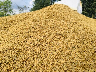 Drying of the rice grain in the sunlight after harvest.traditional process of drying rice grain in the sun.Traditional farming