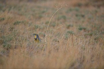 Wall Mural - Western Meadowlark