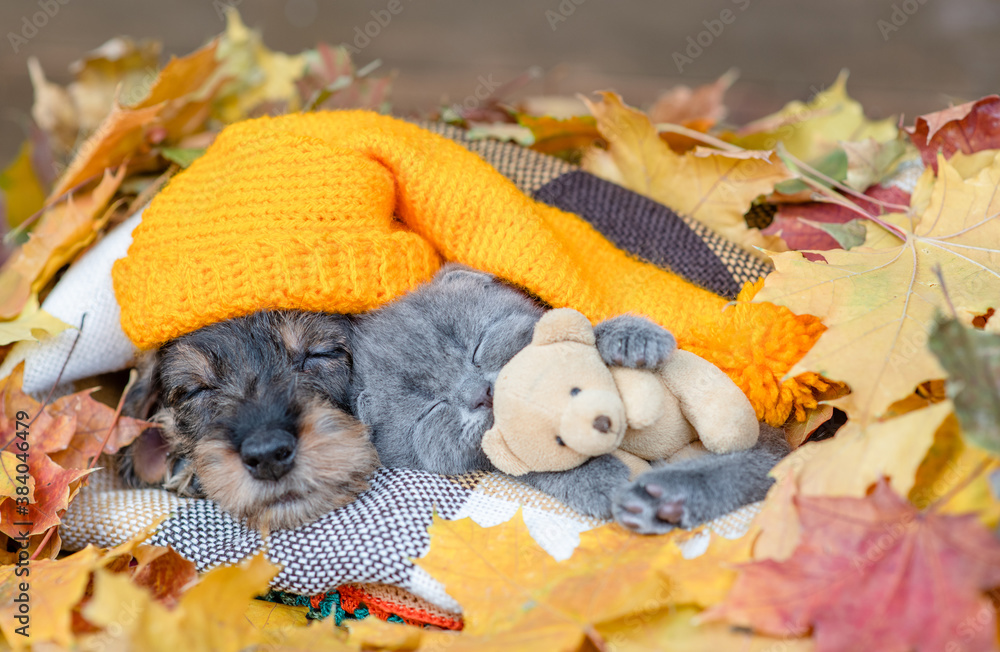 Dachshund puppy wearing warm hat and kitten hugging toy bear lie together under warm blanket in autumn foliage - obrazy, fototapety, plakaty 