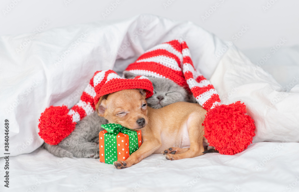 Toy terrier puppy hugs gift box and sleeps on a bed at home with british kitten. Pets wearing warm hats lie together - obrazy, fototapety, plakaty 