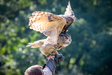 Canvas Print - eagle owl