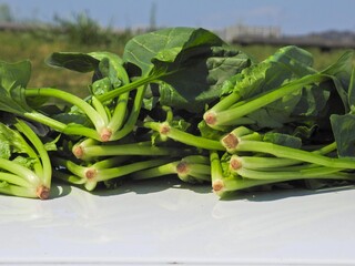 ポパイだけではなくて誰でも健康のためには欠かせない野菜「ホウレンソウ」