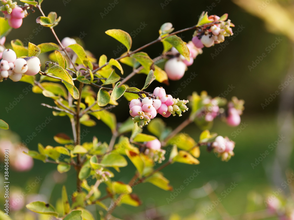 Perboles Rozems (Symphoricarpos doorenbosii) Arbre à perles roses aux petites baies ...
