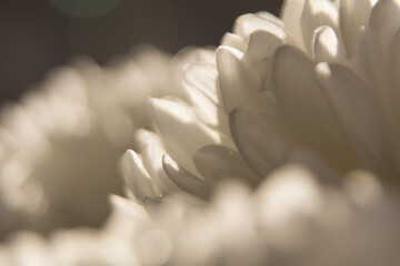 chrysanthemum white flower close up