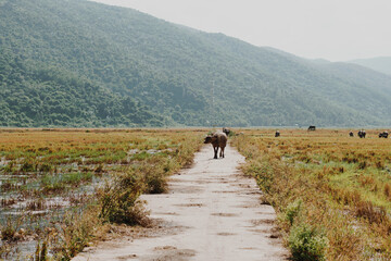 Landscape scenery, beauty of nature animals, time change future concept, late summer early autumn day. Water Buffalo Standing graze road field meadow sun, forested mountains background, clear sky