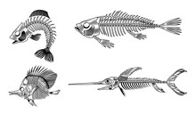 Black Bass Fish Skeleton Flat Set For Web Design. Vintage Monochrome Marine Animal Bones Isolated Vector Illustration Collection. Design Elements For Sea Creatures Concept