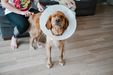 Young girl combing at her dog Golden Retriever with Elizabethan Plastic Cone. Medicine concept for pets.