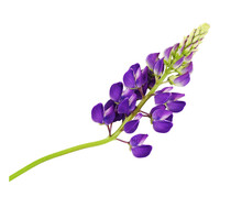 Purple Flowers Of Lupinus Polyphyllus