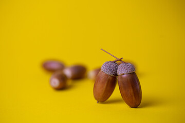 acorns close up isolated on yellow background